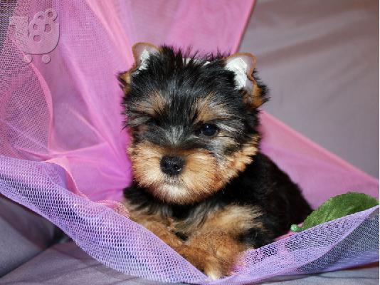 PoulaTo: yorkshire terrier mini pocket